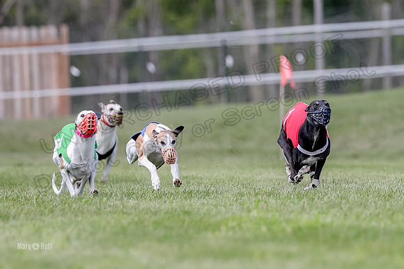 Program 3 Race 3, Axl Digger Denim Gambit Bumble Strummer-3590
