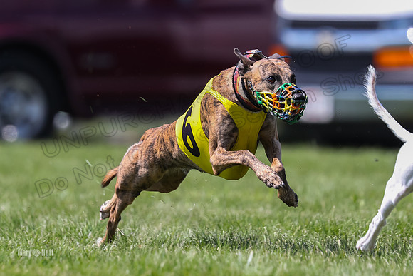Program 3 Race 6, Raven Ready Pandy Clara WillowF Amp-3728