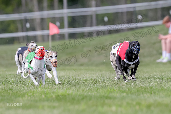 Program 3 Race 3, Axl Digger Denim Gambit Bumble Strummer-3594