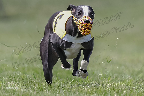 Program 3 Race 5, Joan Jett Chuck Bolty Shimmy Raz-3677