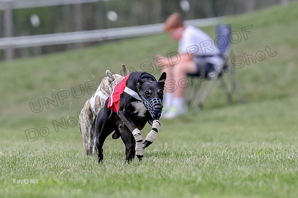 Program 3 Race 3, Axl Digger Denim Gambit Bumble Strummer-3595