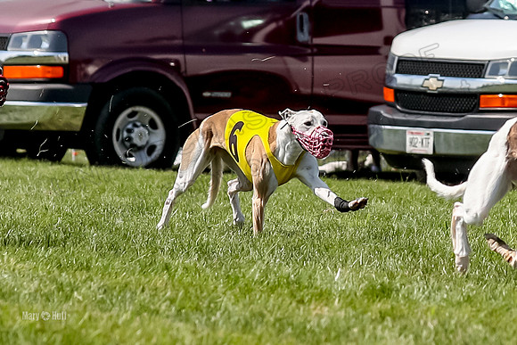 Program 3 Race 11, SweetNLow Babblez Cheers Valleri Rosie-3877
