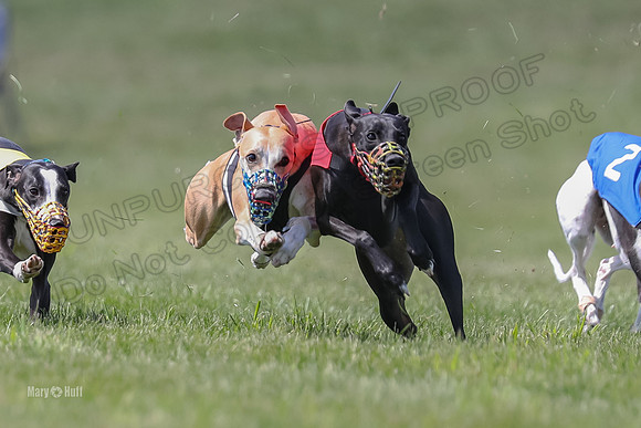 Program 3 Race 5, Joan Jett Chuck Bolty Shimmy Raz-3675
