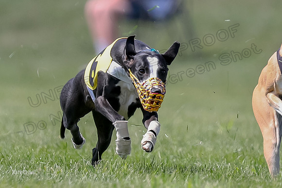 Program 3 Race 5, Joan Jett Chuck Bolty Shimmy Raz-3674
