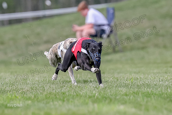 Program 3 Race 3, Axl Digger Denim Gambit Bumble Strummer-3596