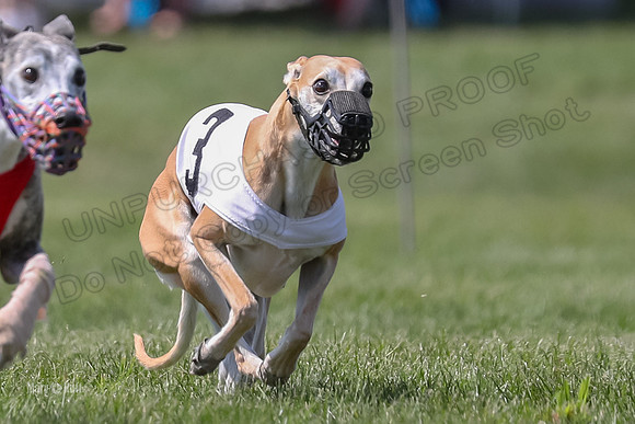Program 3 Race 2, Bentley Quinni Fia Booster Squiggles Stella-3760