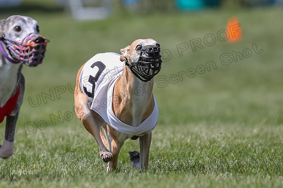 Program 3 Race 2, Bentley Quinni Fia Booster Squiggles Stella-3763