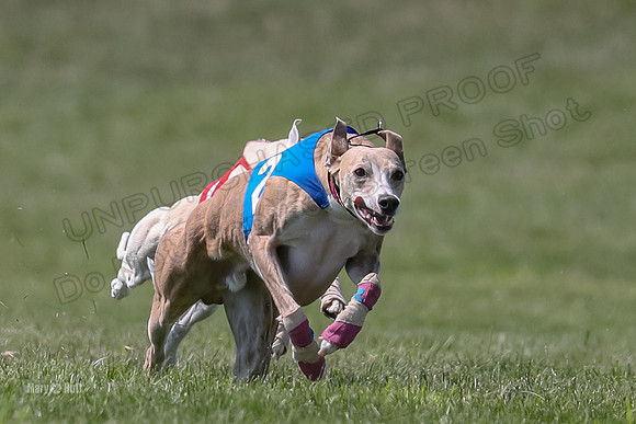 Program 3 Race 7, Oscar Chip Serena Letti Ringo Sting-3788