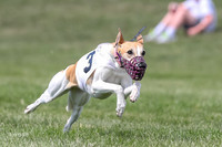 Program 3 Race 1 Puppy, Maverick Piper-3569