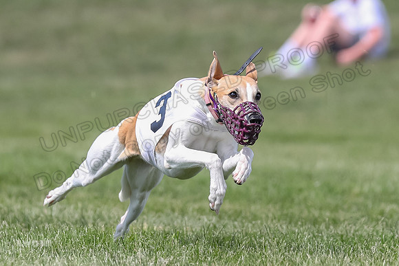 Program 3 Race 1 Puppy, Maverick Piper-3569