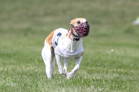 Program 3 Race 1 Puppy, Maverick Piper-3568