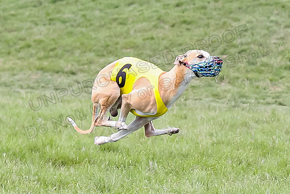 Program 4 Race 4, Bandit Gambit Amp Serena WillowF Raz-3997
