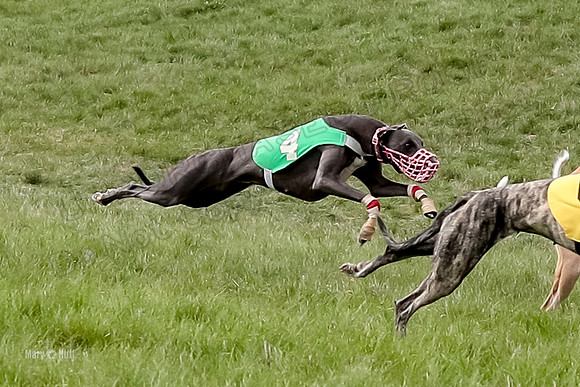 Program 4 Race 6, Bogie Ready Marty Sneakers Chip Lola-4043