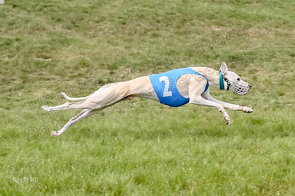 Program 4 Race 5, Devo Oscar Blaze Riley Jimmy Ringo-4029