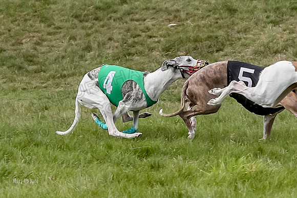 Program 4 Race 2, Zen Jett Digger Stella Tie-Dye Ace-3953-2