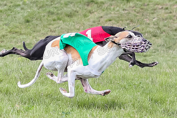 Program 4 Race 4, Bandit Gambit Amp Serena WillowF Raz-3996