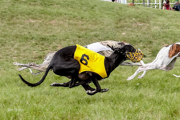 Program 4 Race 5, Devo Oscar Blaze Riley Jimmy Ringo-4028