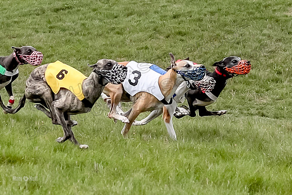 Program 4 Race 6, Bogie Ready Marty Sneakers Chip Lola-4042