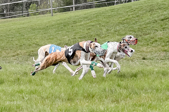 Program 4 Race 5, Devo Oscar Blaze Riley Jimmy Ringo-4019-2