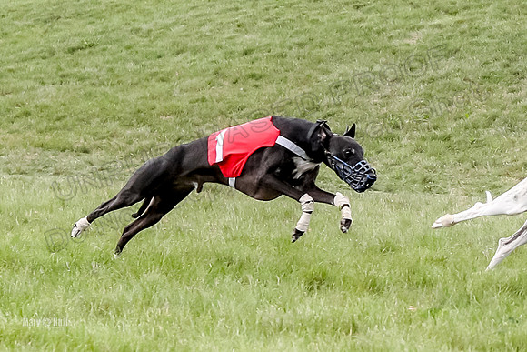 Program 4 Race 3, Axl Tusi Joan Jett Booster Clara Raven-3977-2