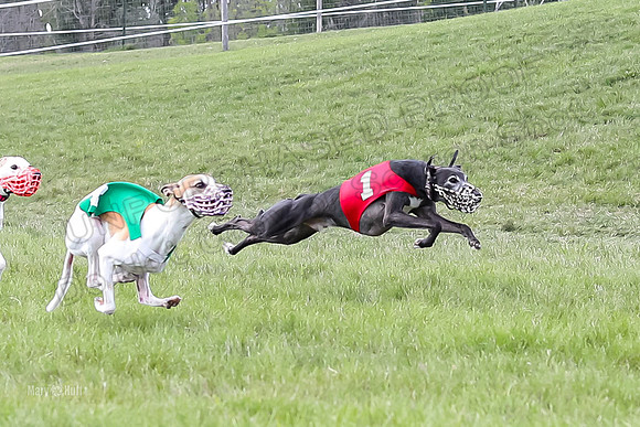 Program 4 Race 4, Bandit Gambit Amp Serena WillowF Raz-3992-2