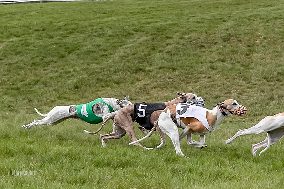 Program 4 Race 2, Zen Jett Digger Stella Tie-Dye Ace-3951-2