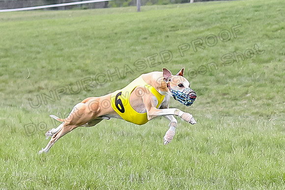 Program 4 Race 4, Bandit Gambit Amp Serena WillowF Raz-3995