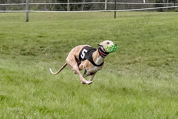 Program 4 Race 6, Bogie Ready Marty Sneakers Chip Lola-4041