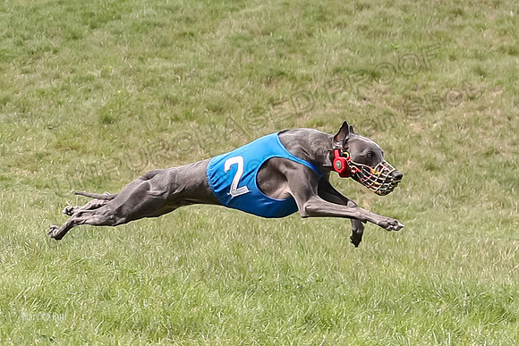 Program 4 Race 1, Denim Strummer Quinni Fia Bentley Bumble-3925-2