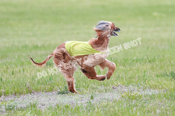 C Prelim Vet Brienne Tango-0412