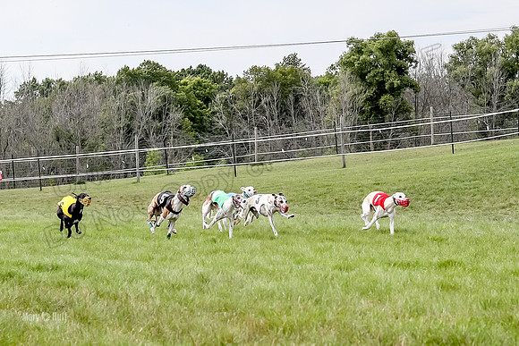 Program 4 Race 5, Devo Oscar Blaze Riley Jimmy Ringo-4013