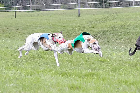 Program 4 Race 4, Bandit Gambit Amp Serena WillowF Raz-3990