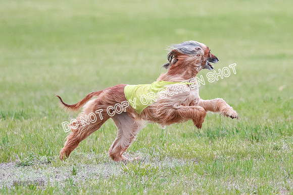 C Prelim Vet Brienne Tango-0413