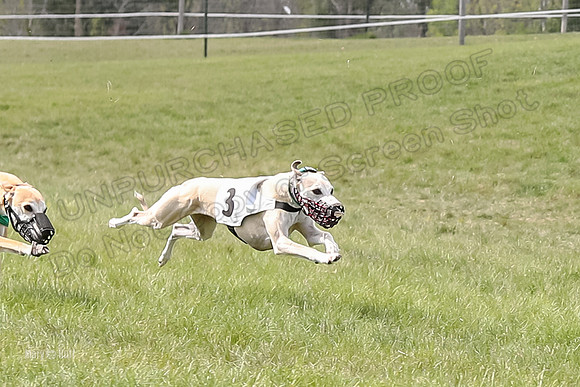 Program 4 Race 1, Denim Strummer Quinni Fia Bentley Bumble-3925-3