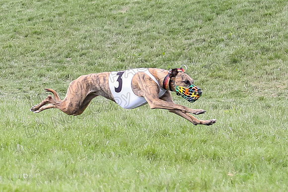 Program 4 Race 4, Bandit Gambit Amp Serena WillowF Raz-3992