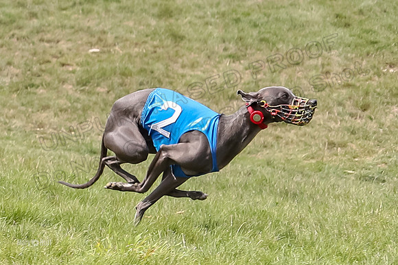 Program 4 Race 1, Denim Strummer Quinni Fia Bentley Bumble-3927-2