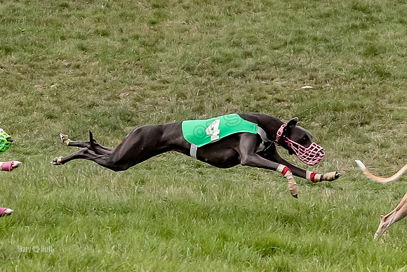 Program 4 Race 6, Bogie Ready Marty Sneakers Chip Lola-4047