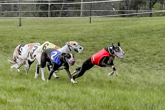 Program 4 Race 2, Zen Jett Digger Stella Tie-Dye Ace-3943