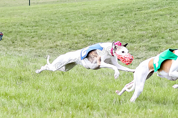 Program 4 Race 4, Bandit Gambit Amp Serena WillowF Raz-3993