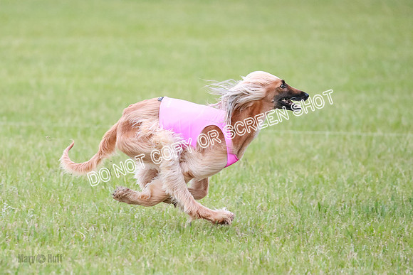 C Prelim Vet Brienne Tango-0438