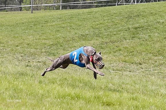 Program 4 Race 1, Denim Strummer Quinni Fia Bentley Bumble-3921