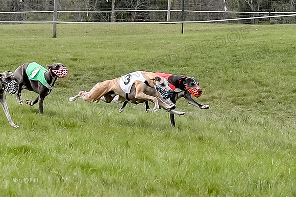 Program 4 Race 6, Bogie Ready Marty Sneakers Chip Lola-4037