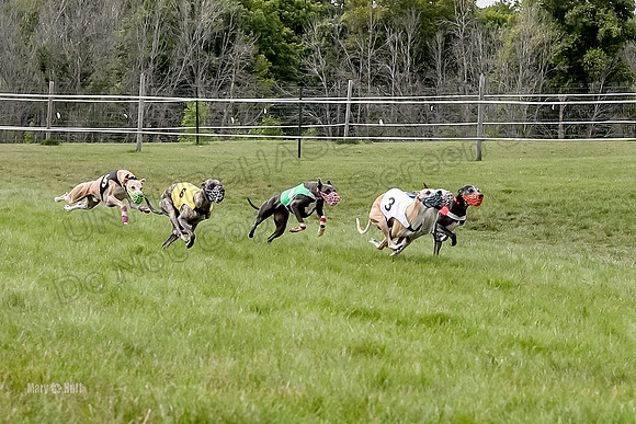 Program 4 Race 6, Bogie Ready Marty Sneakers Chip Lola-4035