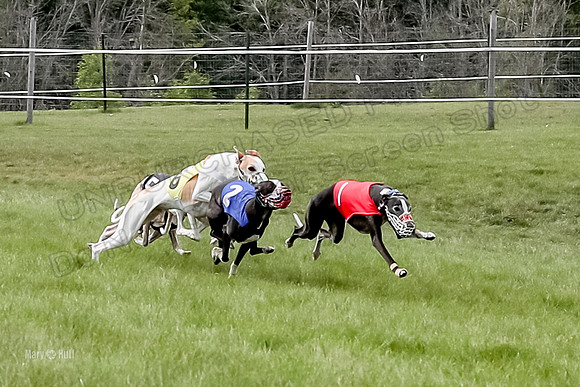 Program 4 Race 2, Zen Jett Digger Stella Tie-Dye Ace-3940