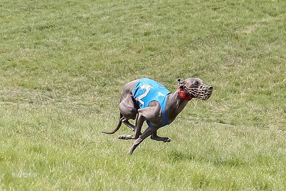 Program 4 Race 1, Denim Strummer Quinni Fia Bentley Bumble-3923