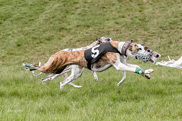 Program 4 Race 5, Devo Oscar Blaze Riley Jimmy Ringo-4023-2