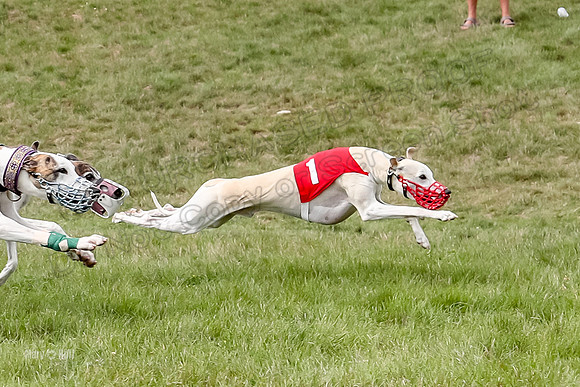 Program 4 Race 5, Devo Oscar Blaze Riley Jimmy Ringo-4023-3