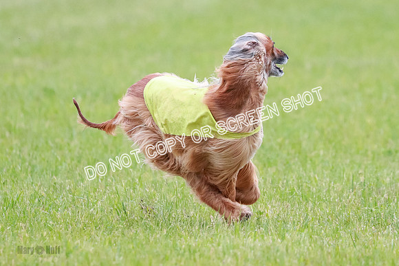 C Prelim Vet Brienne Tango-0428
