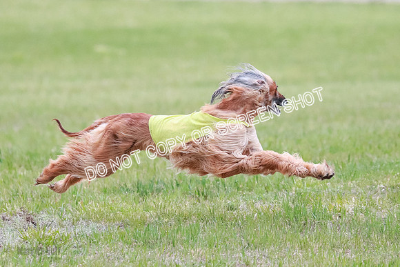 C Prelim Vet Brienne Tango-0414