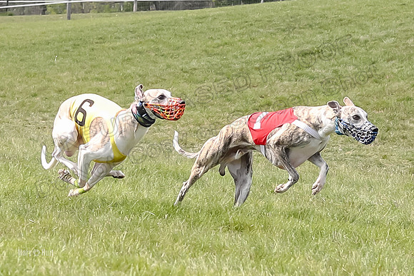 Program 4 Race 1, Denim Strummer Quinni Fia Bentley Bumble-3924